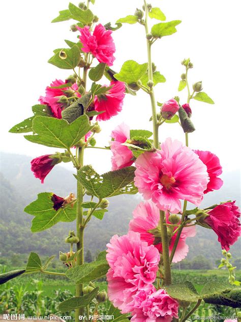 樹芙蓉|木芙蓉（锦葵科木槿属植物）